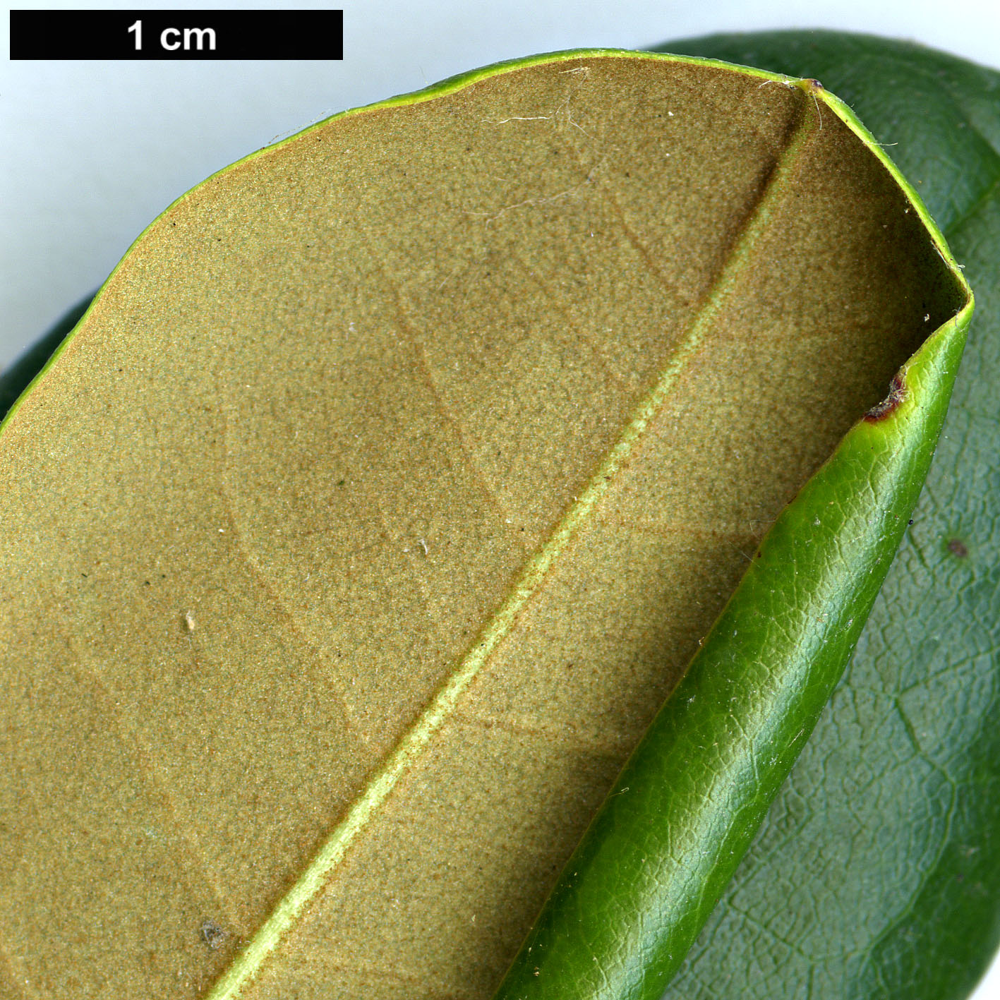 High resolution image: Family: Ericaceae - Genus: Rhododendron - Taxon: brachycarpum - SpeciesSub: subsp. fauriei